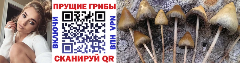Купить  Краснокаменск  Псилоцибиновые грибы Psilocybine cubensis 